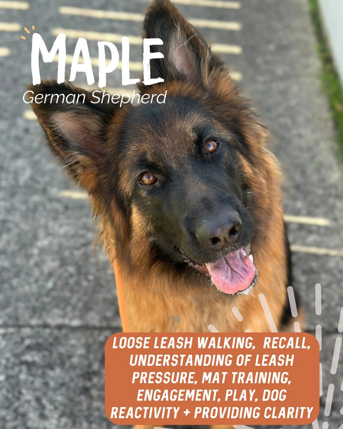 ✨ MAPLE ✨

A slightly overdue post for miss Maple! 🧡

Beautiful miss Maple has been an absolute pleasure to work with! 😍

Our main goal throughout our sessions was to tackle Maple&rsquo;s leash reactivity around dogs. Previously, she would bark and