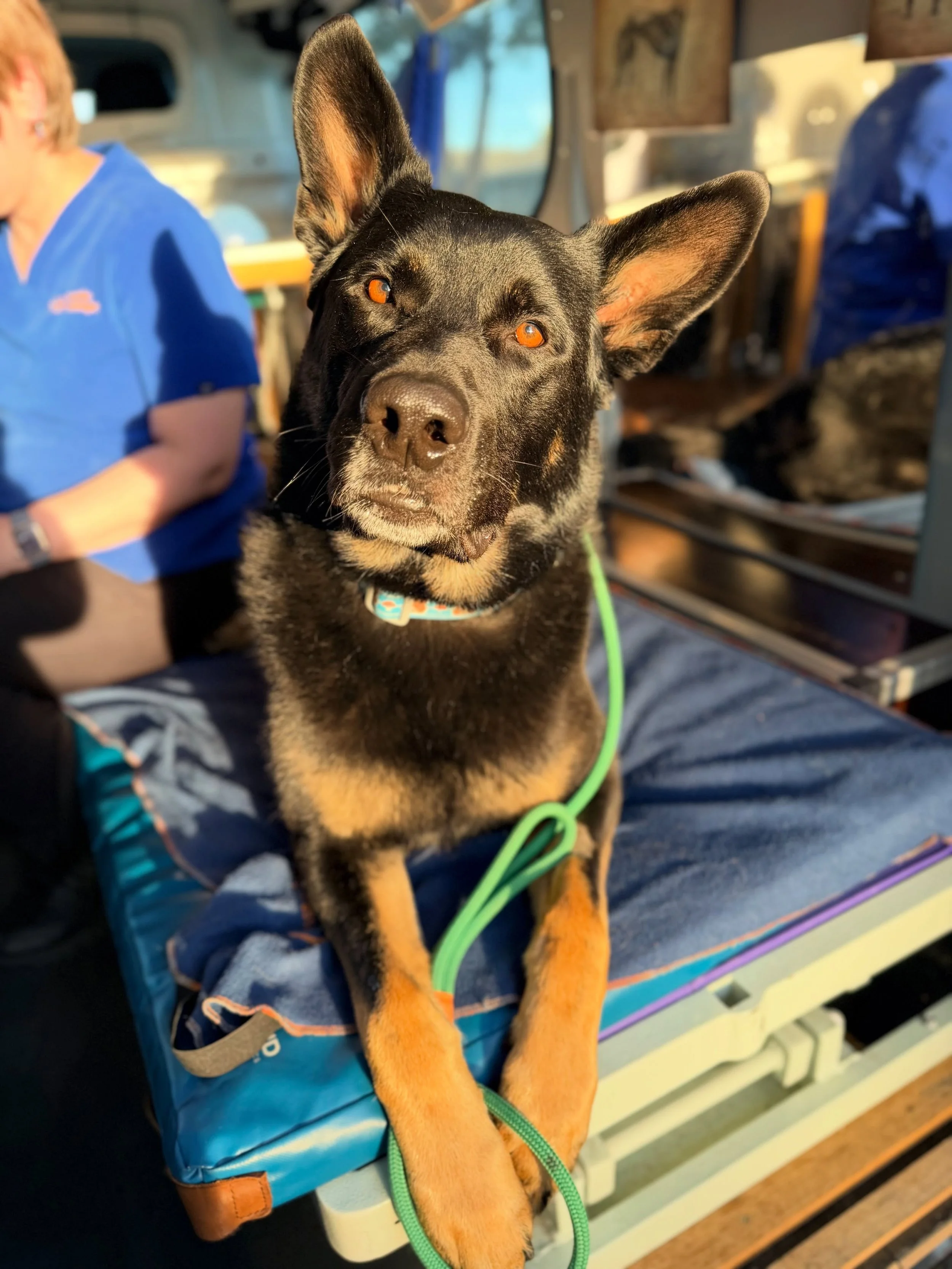 💆&zwj;♀️ REMEDIAL MASSAGE💆&zwj;♀️

A little bit of maintenance for the boys!

Koda has been getting put back together after spending a few weeks wearing a cone following surgery. Safe to say, it&rsquo;s left him a little worse for wear and carrying