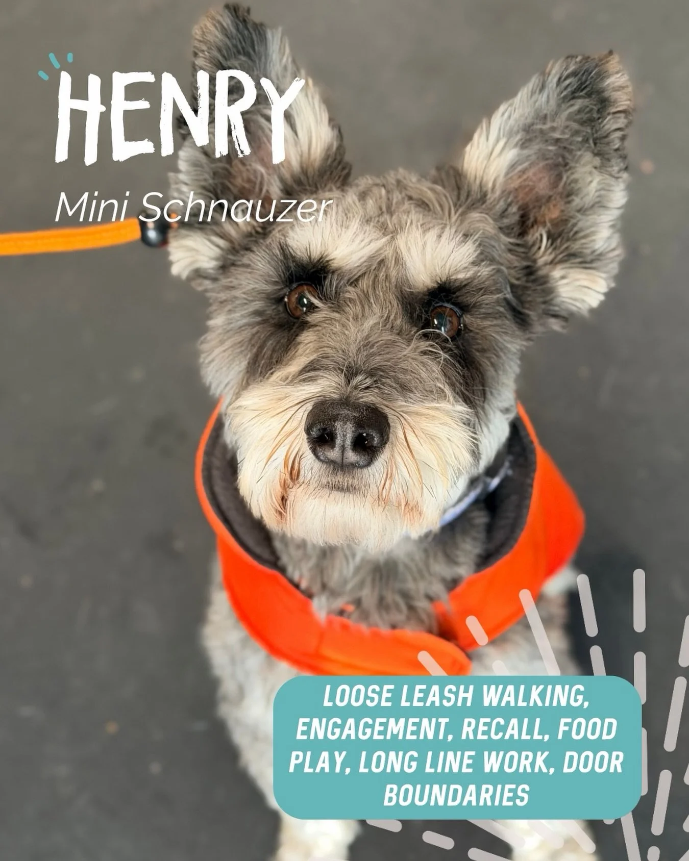 ✨ HENRY ✨

This little pocket rocket is an absolute character! Full of beans, loves to work and is always so eager to please 🥹

For Henry, it wasn&rsquo;t about starting from scratch. It was about tightening up his existing obedience, adding a littl