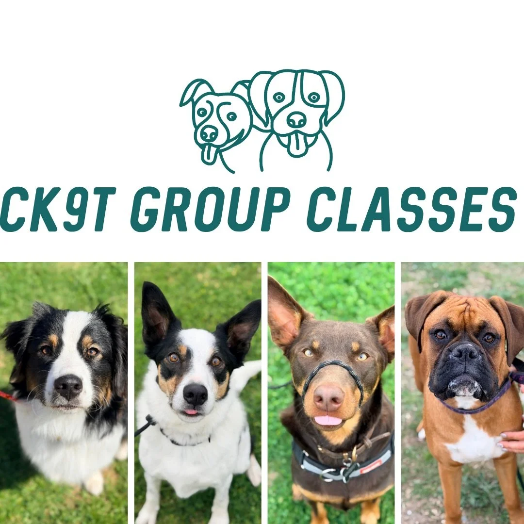 🔥 GROUP CLASSES 🔥

Some familiar faces from Friday night and Sunday morning&rsquo;s group classes! 

Welcoming Mr Phoenix the boxer to his first group class 🐦&zwj;🔥

Another solid week of training with plenty of distractions, challenges and good 
