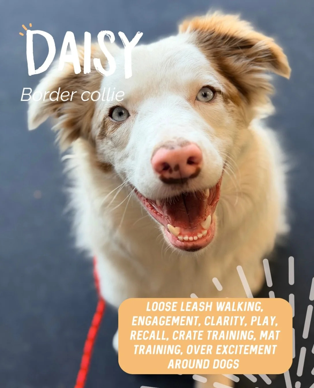 ✨ DAISY ✨

Meet gorgeous Daisy, a young Border Collie with plenty of brains and energy to match! 🔥

Our sessions with Daisy looked a little different to the usual, as Miss Daisy is deaf! 

Rather than relying on verbal communication, we focused on u