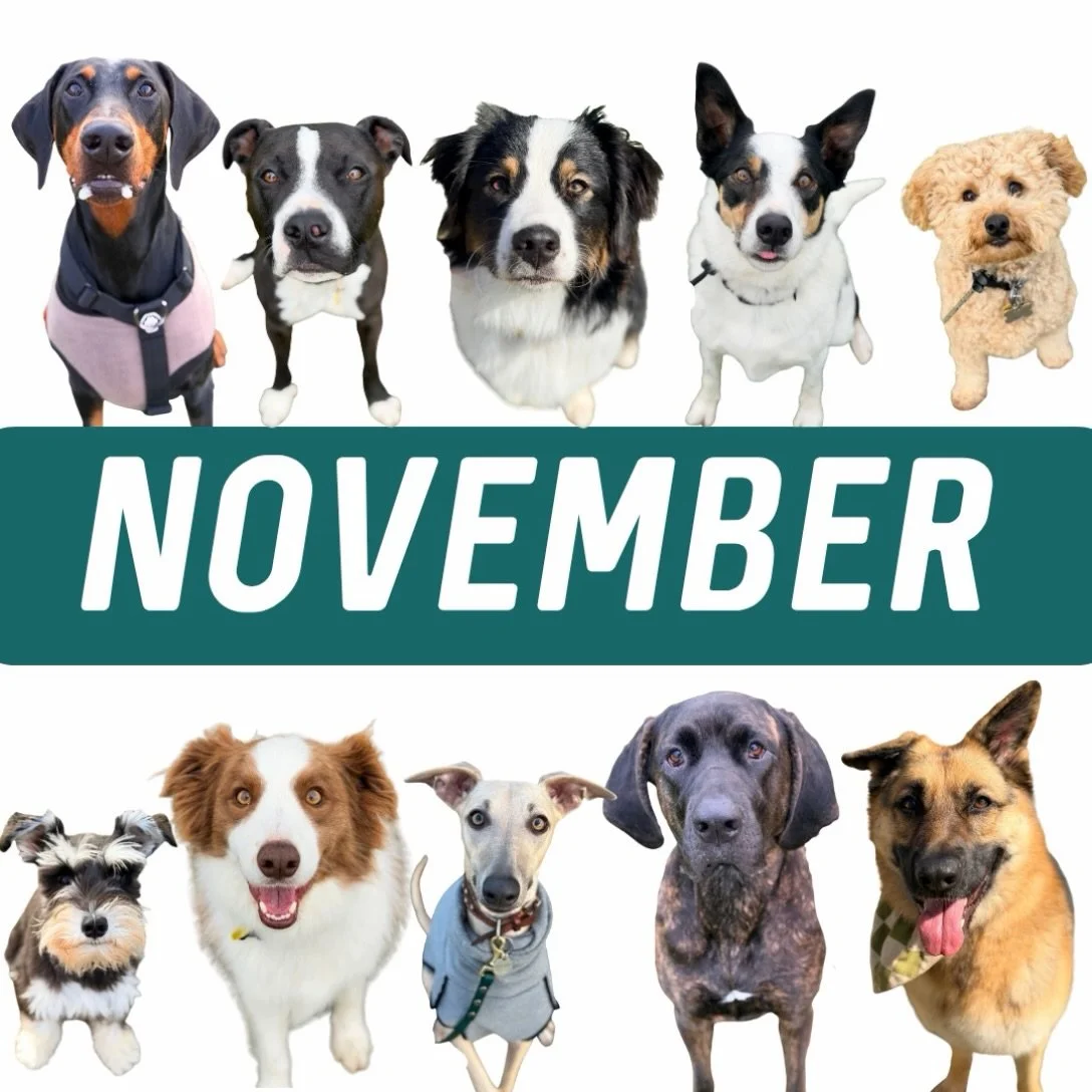 ✨ November 2026 ✨

Only 8 weeks left to work with us in 2026! 🔥

Yep, you heard that right! Just 8 weeks 🤯 With only 5 weeks of private consults available!

🔥 Private Consults 🔥

Weekends are still in high demand, and we only have 1 Sunday sessio