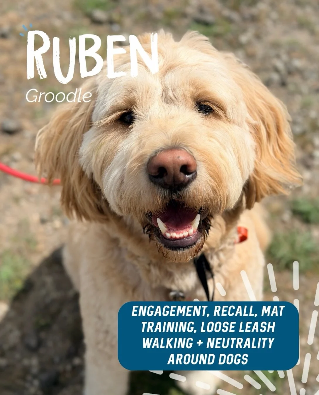 ✨ RUBEN ✨

Mr Ruben is a cool dude! A very stable Groodle with such a sweet temperament 🥹

Our sessions had a big focus on two main things: loose leash walking and recall! Expanding his world by giving him the skills to go more places with his human