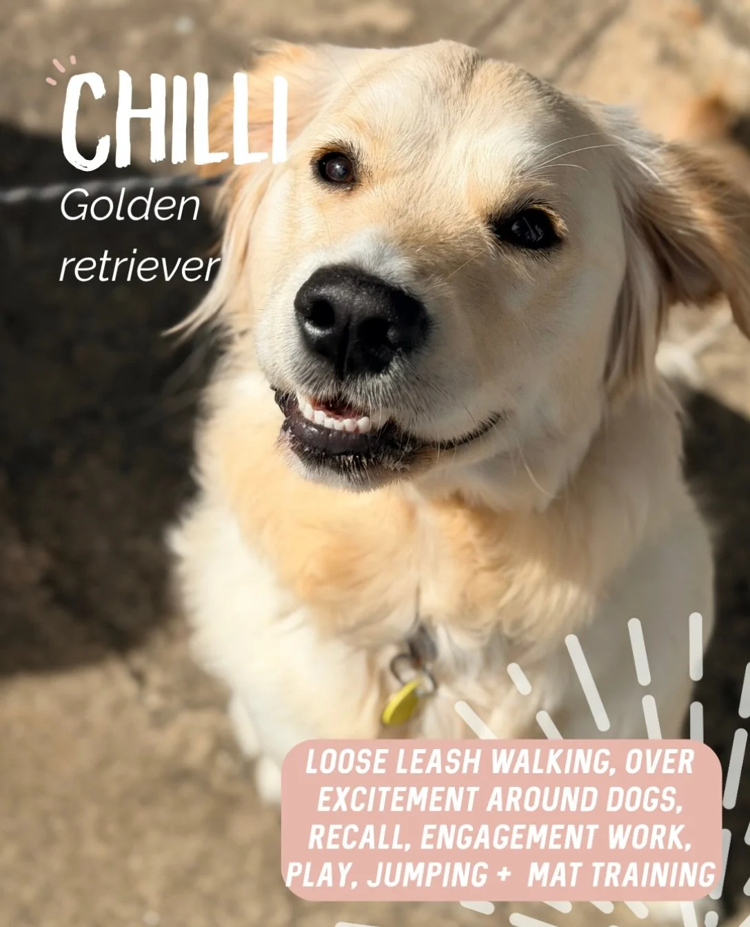 ✨ CHILLI ✨

Miss Chilli absolutely adores everyone! Sometimes a little too much 🤣

Our sessions had two main focuses: helping Chilli become a little more neutral around other dogs and tightening up her loose leash walking so walks are more enjoyable
