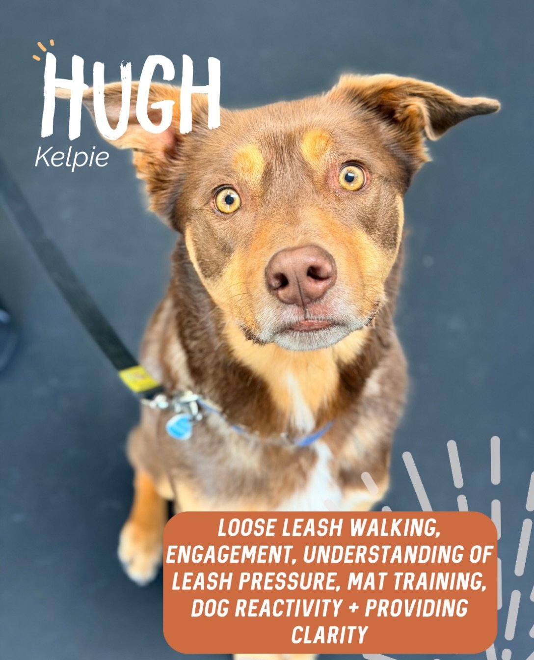 ✨ HUGH ✨

Mr Hugh is a gorgeous Kelpie who always looks incredibly intense in photos 🤣 But don&rsquo;t let that serious face fool you, he&rsquo;s a sweet lil man!

Our main focus throughout our sessions was working on Hugh&rsquo;s dog reactivity, wh