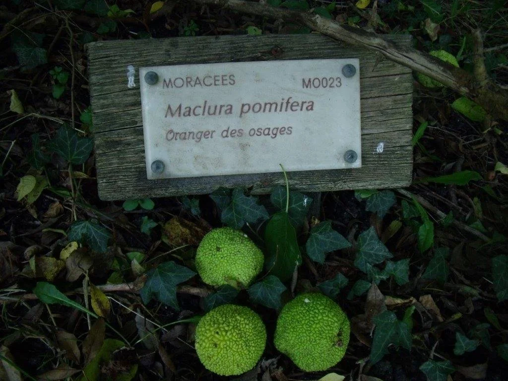 &nbsp;&nbsp;&nbsp;&nbsp;Surprise botanique n° 5&nbsp;: L’oranger des osages