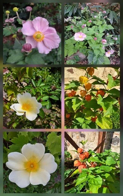 Le jardin des simples 1