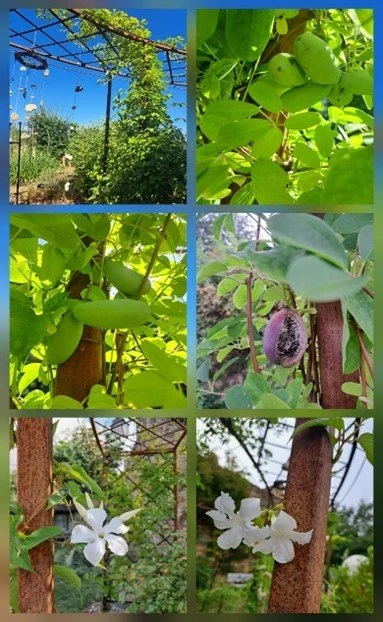 Le jardin des simples 2