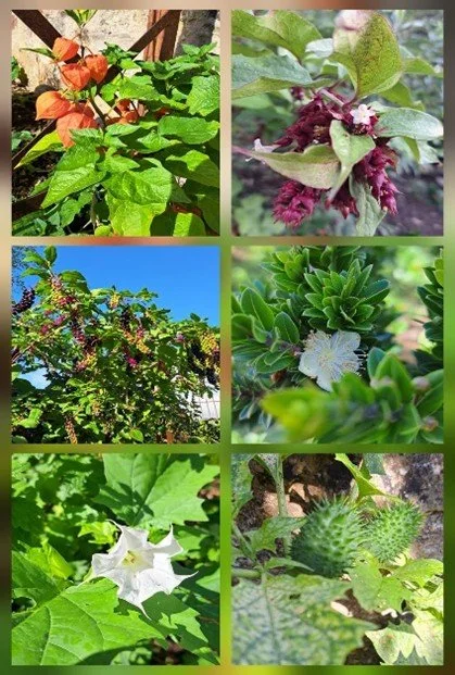 Le jardin des simples 3