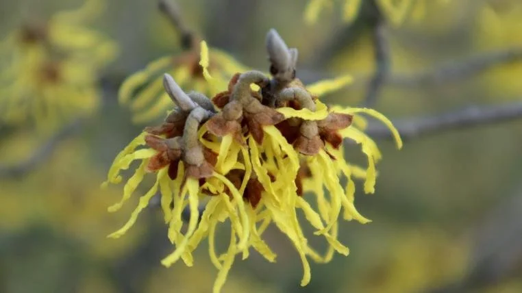 Surprise botanique n° 6&nbsp; L’hamamelis
