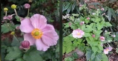 🌿Le Jardin des Simples – Une belle saison d’ouvertures estivales !