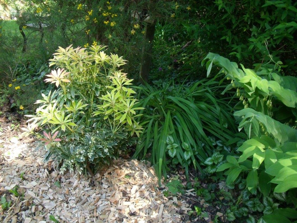 Surprise botanique n° 7: Planter un piéris