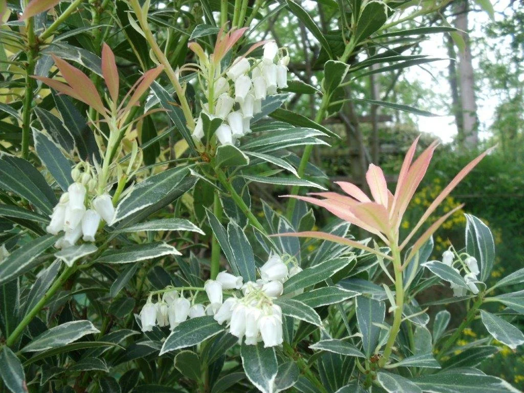 Les fleurs clochettes et les feuilles vert foncé
