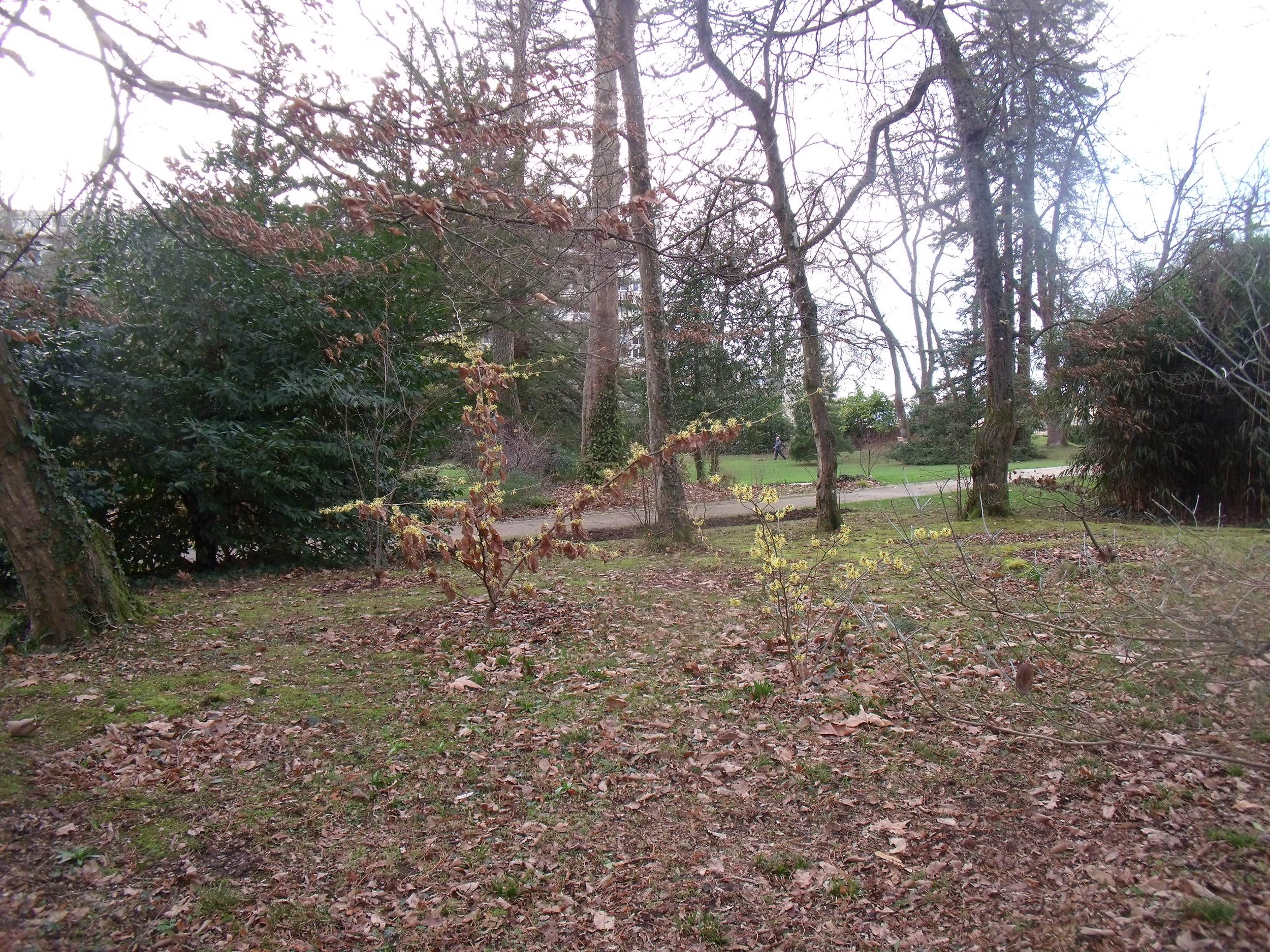 Au Jardin des Plantes du Mans sous la pluie perpétuelle, février 2026