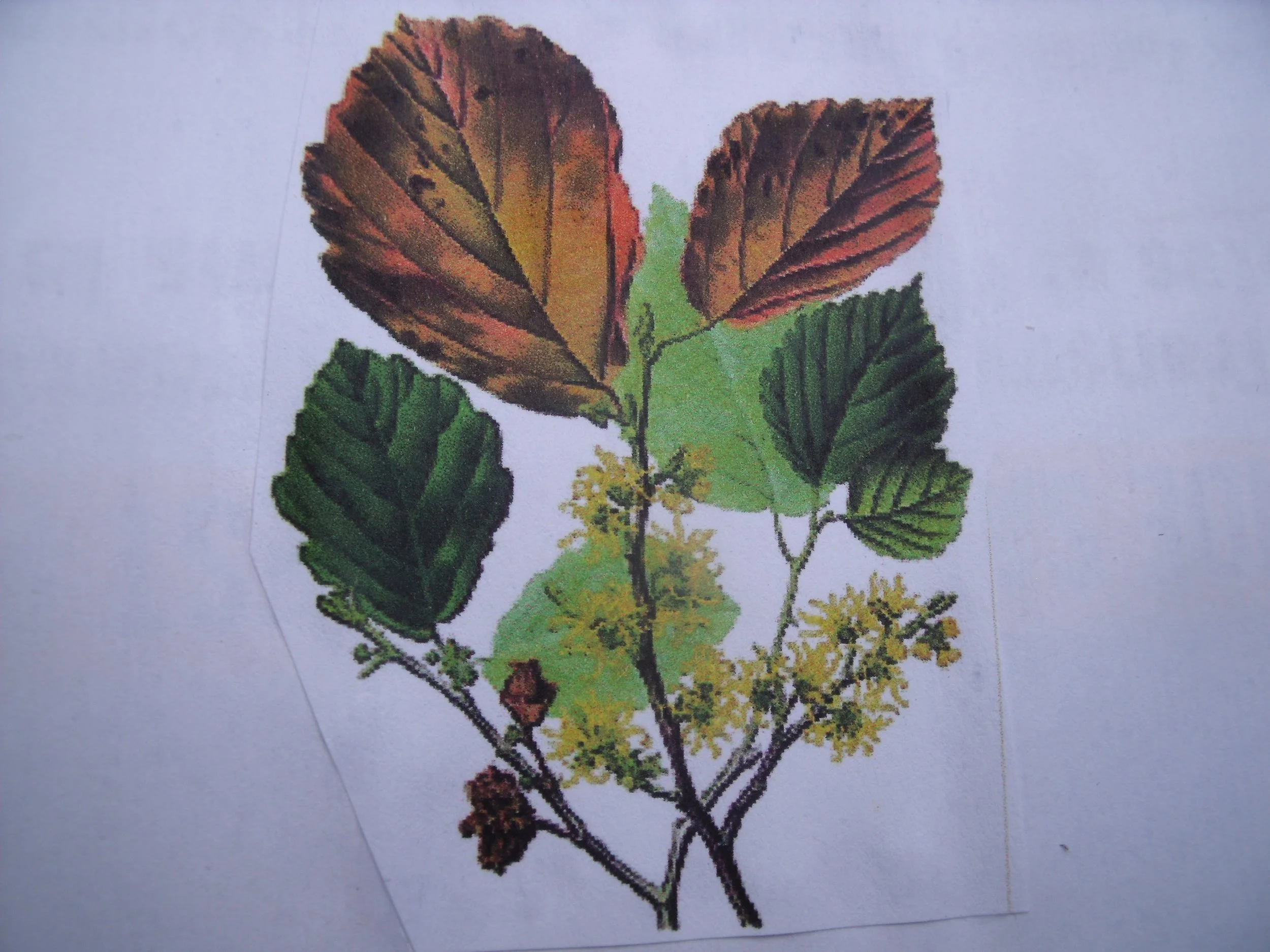 Dessin de l’hamamélis de Virginie