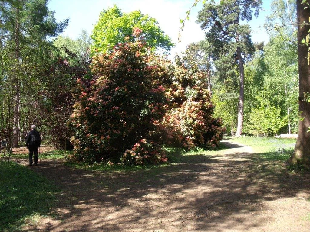 Un piéris de 10 m à l’Arboretum de Winkworth