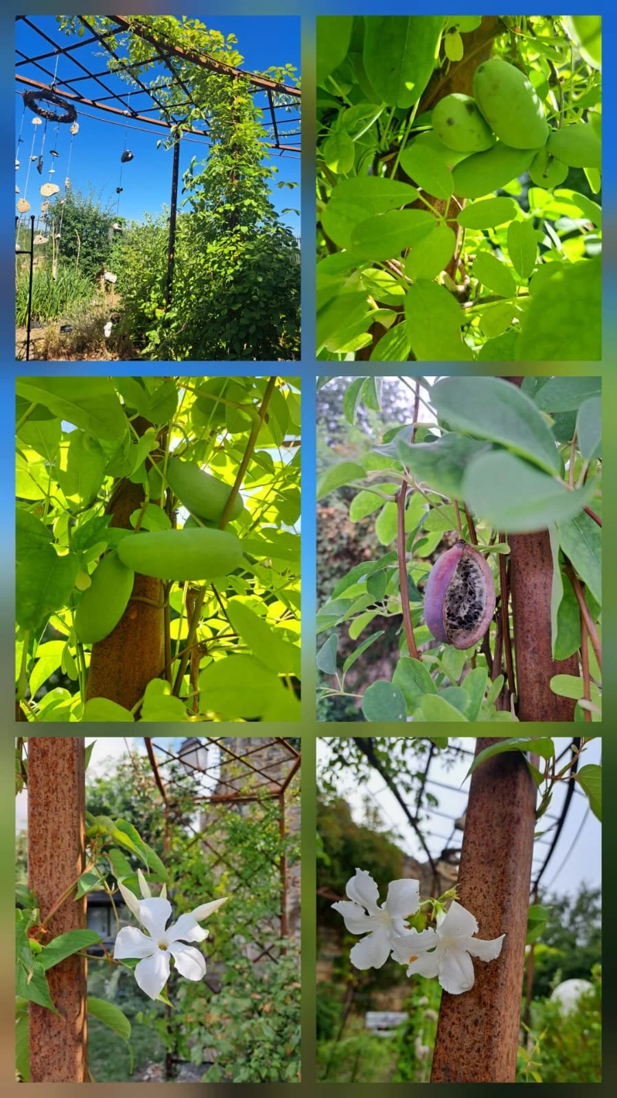 JDS_photo n_collage akebia kinata.jpg
