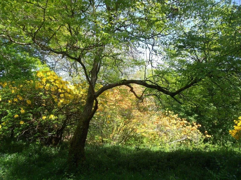 L’Arboretum de Winkworth en Angleterre