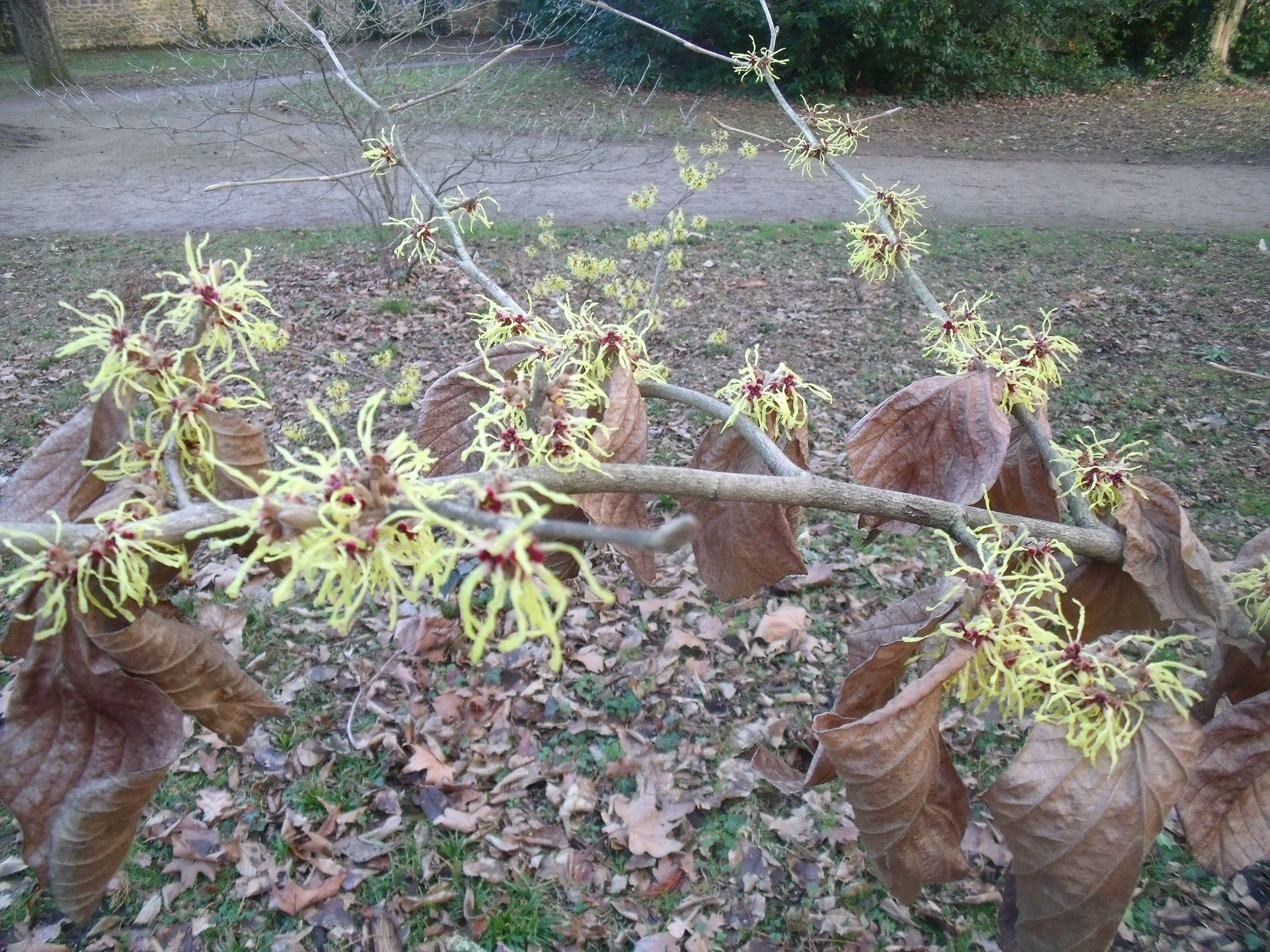 Des feuilles desséchées sur un hamamélis en fleur