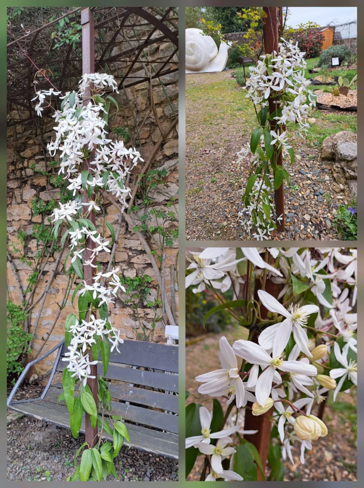 JDS_photo f_Collage clématite Armandii.jpg