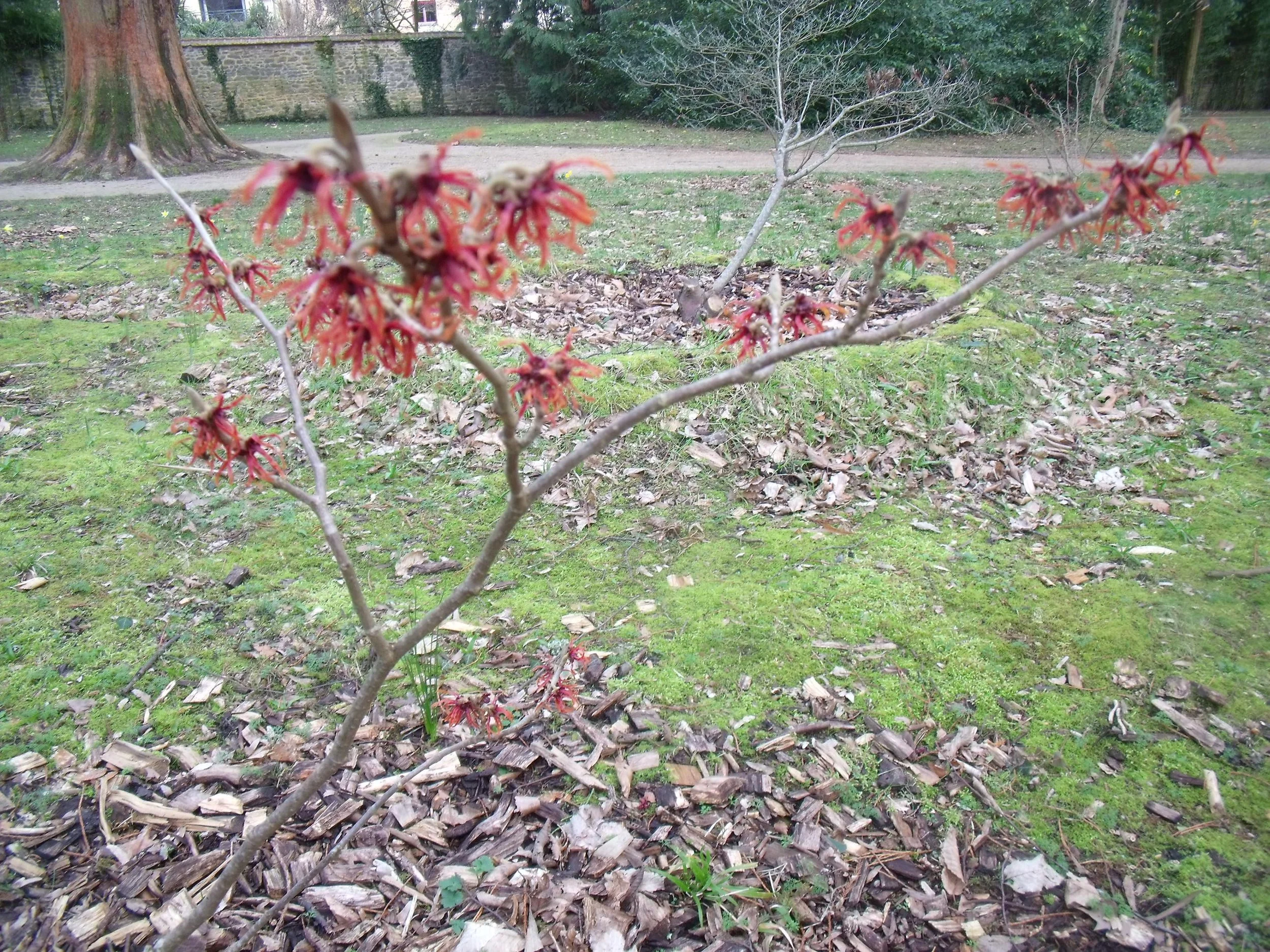 Un hamamélis de couleur rouge au Jardin des Plantes