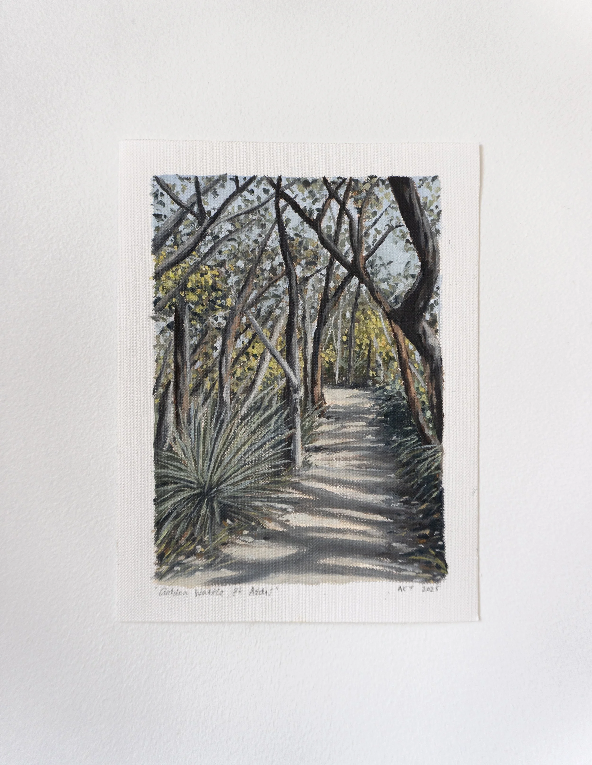 Golden Wattle, Point Addis (2025)