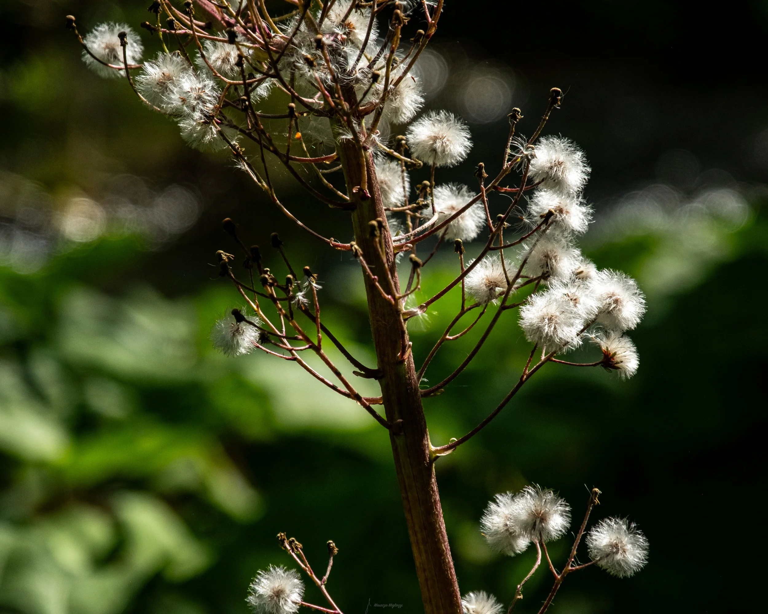 _DSF0273.jpg