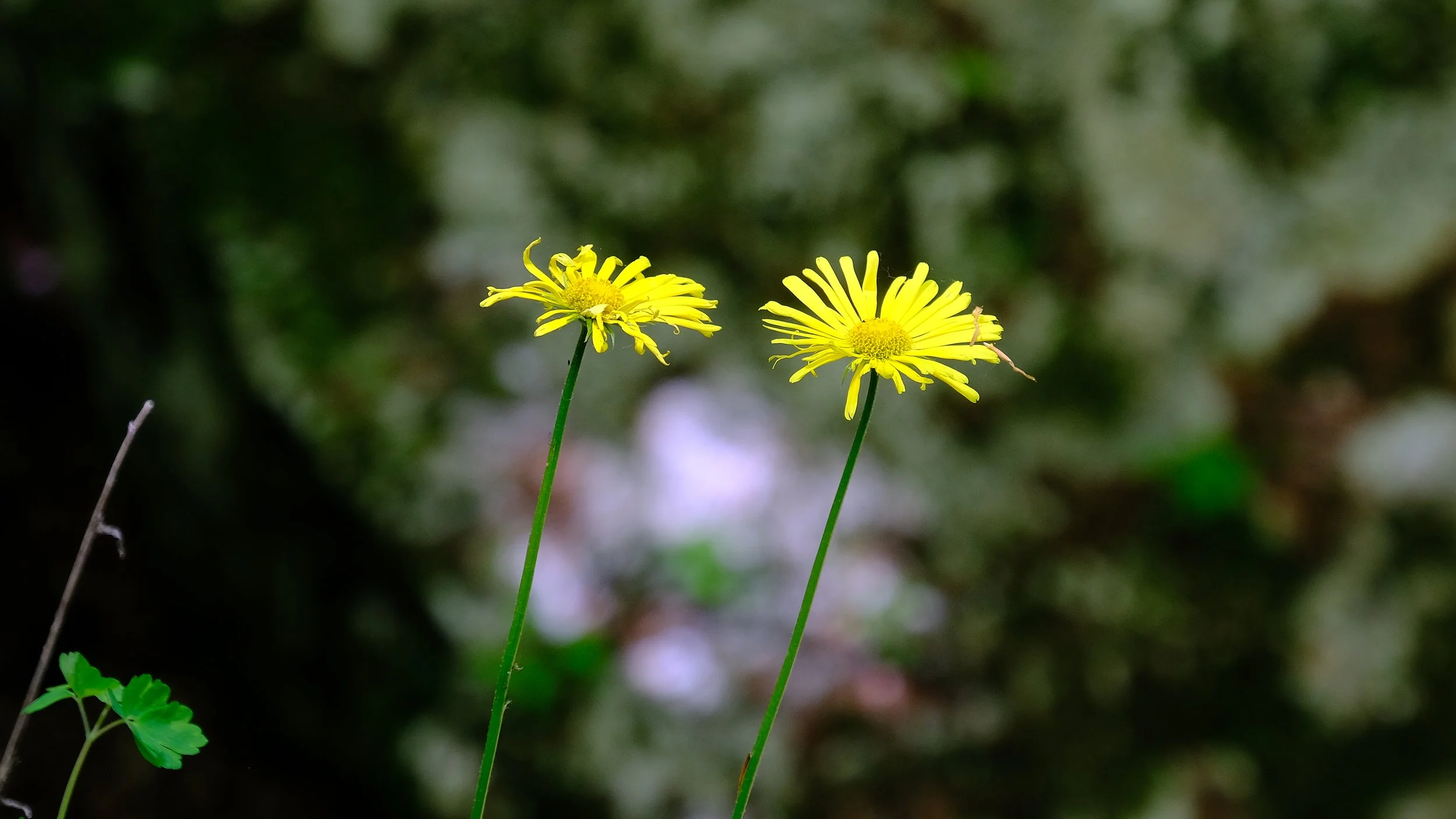 _DSF0973.jpg