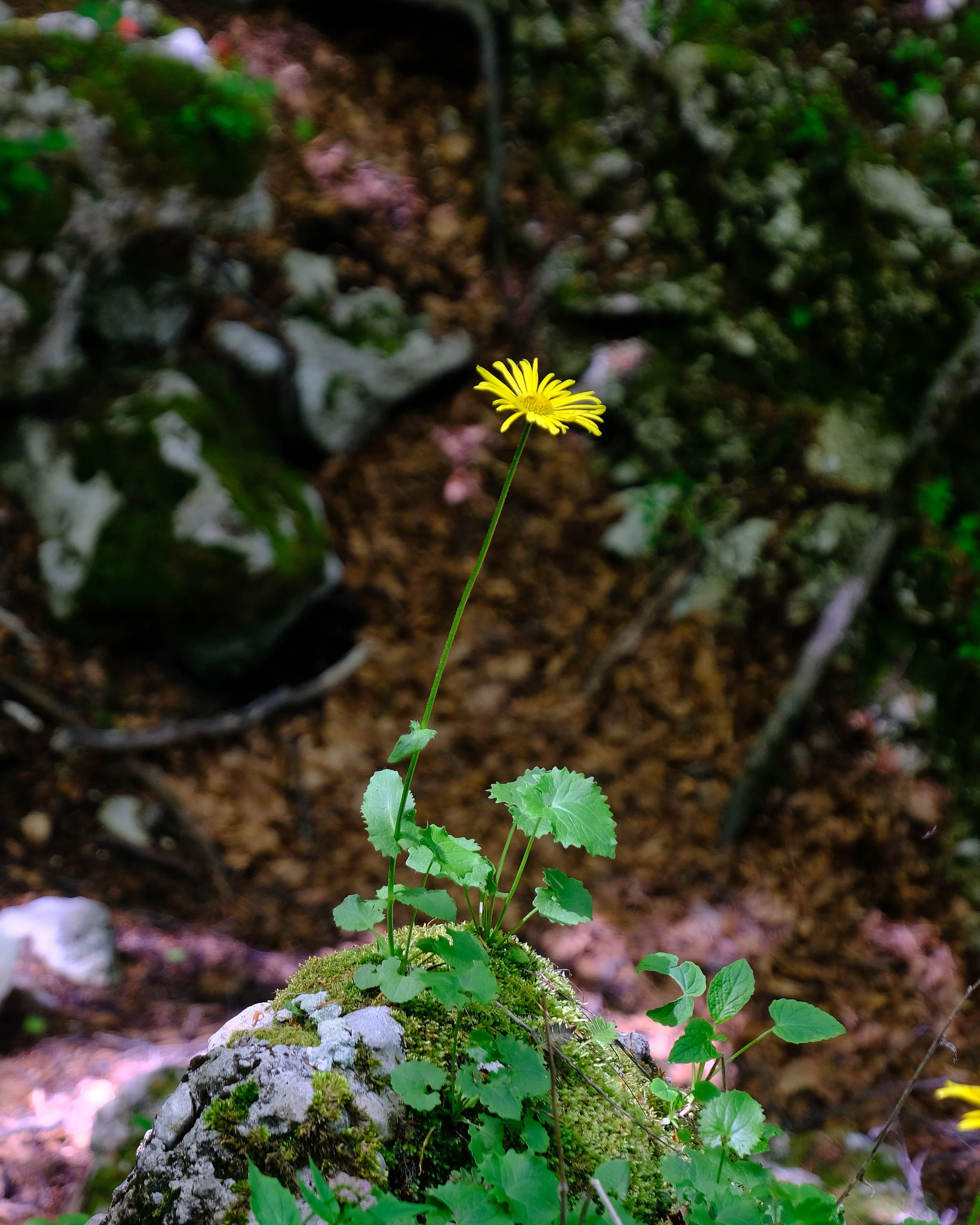 _DSF0979.jpg