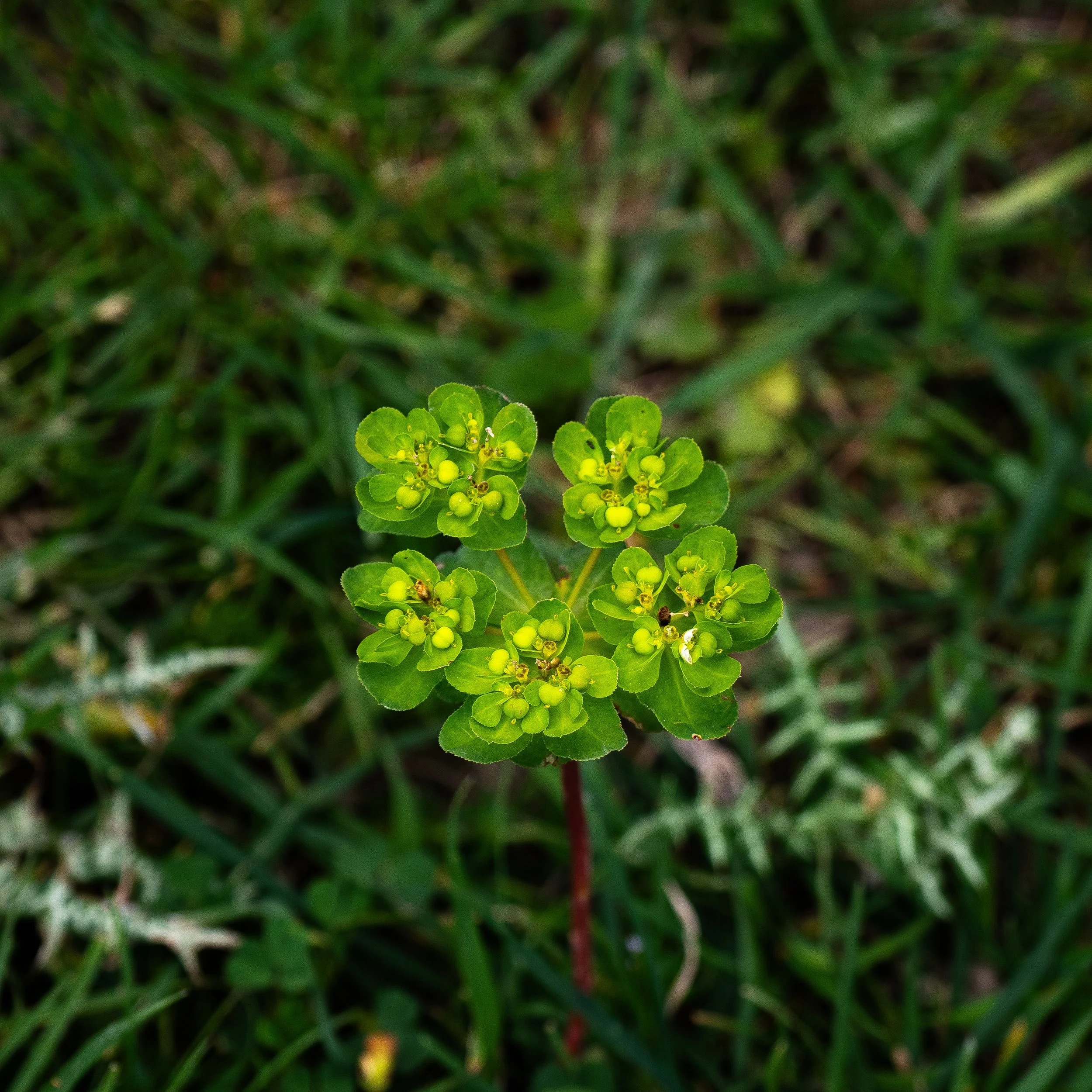 _4121877.jpg