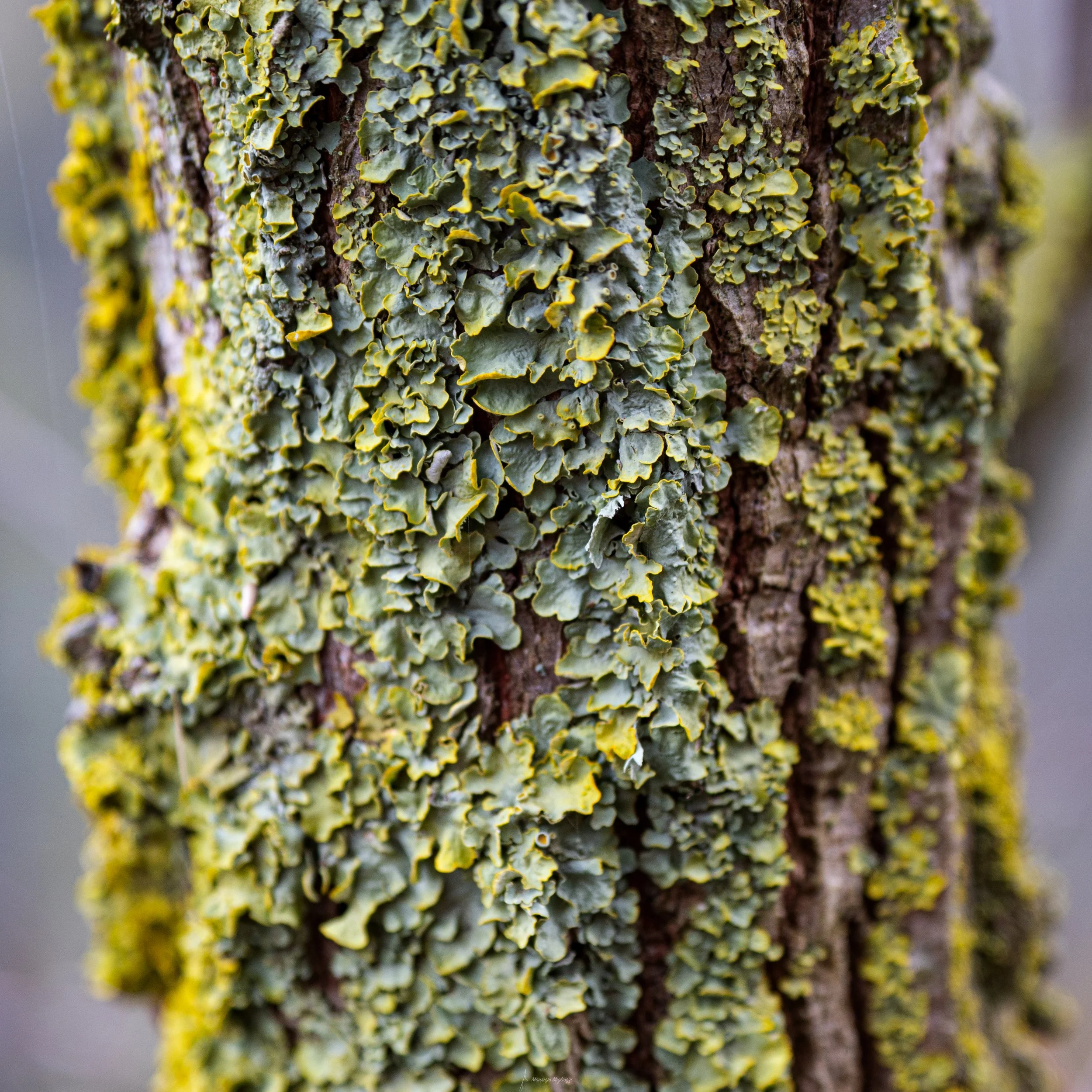 _1031308-Modifica.jpg