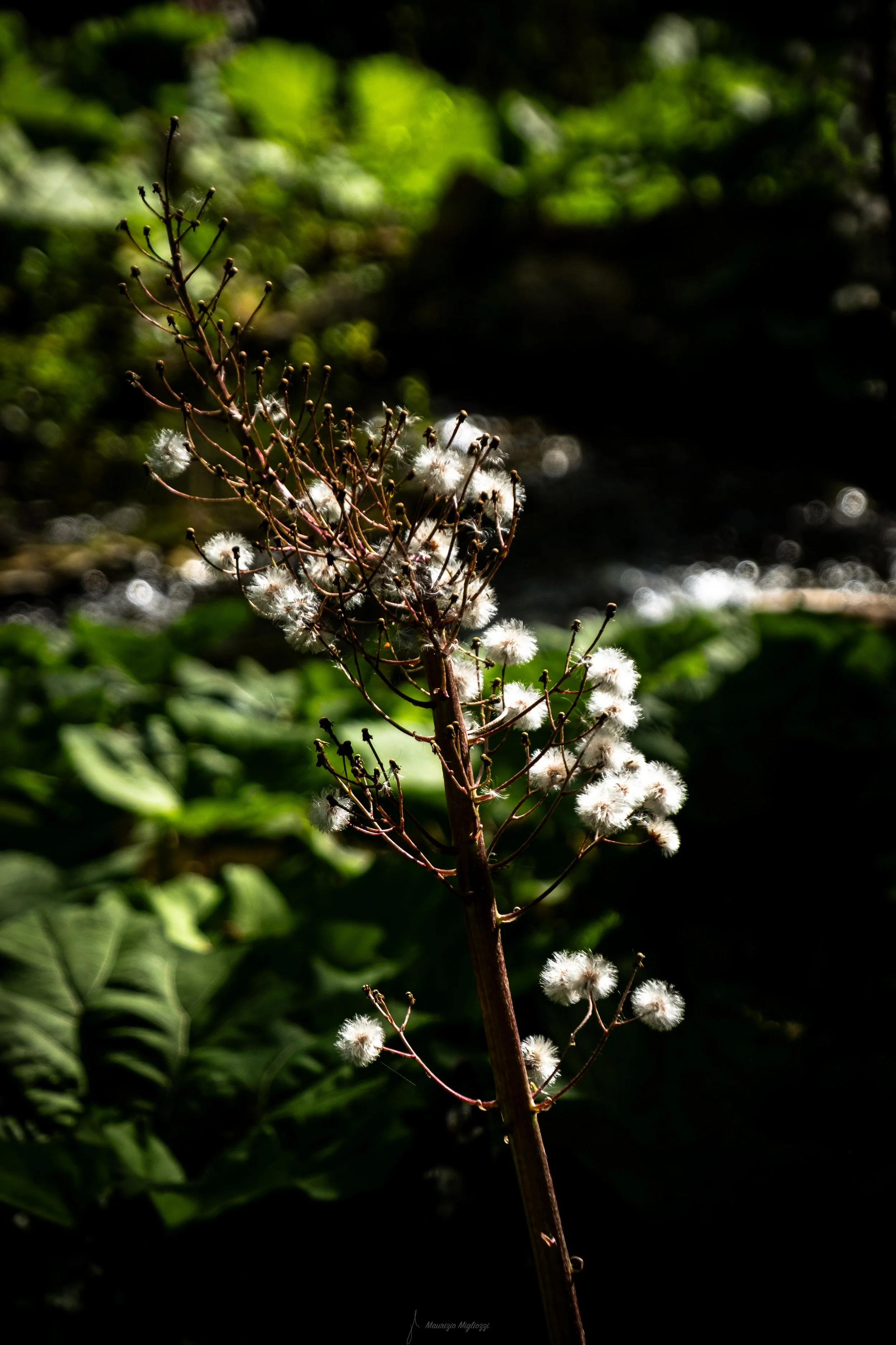 _DSF0277.jpg