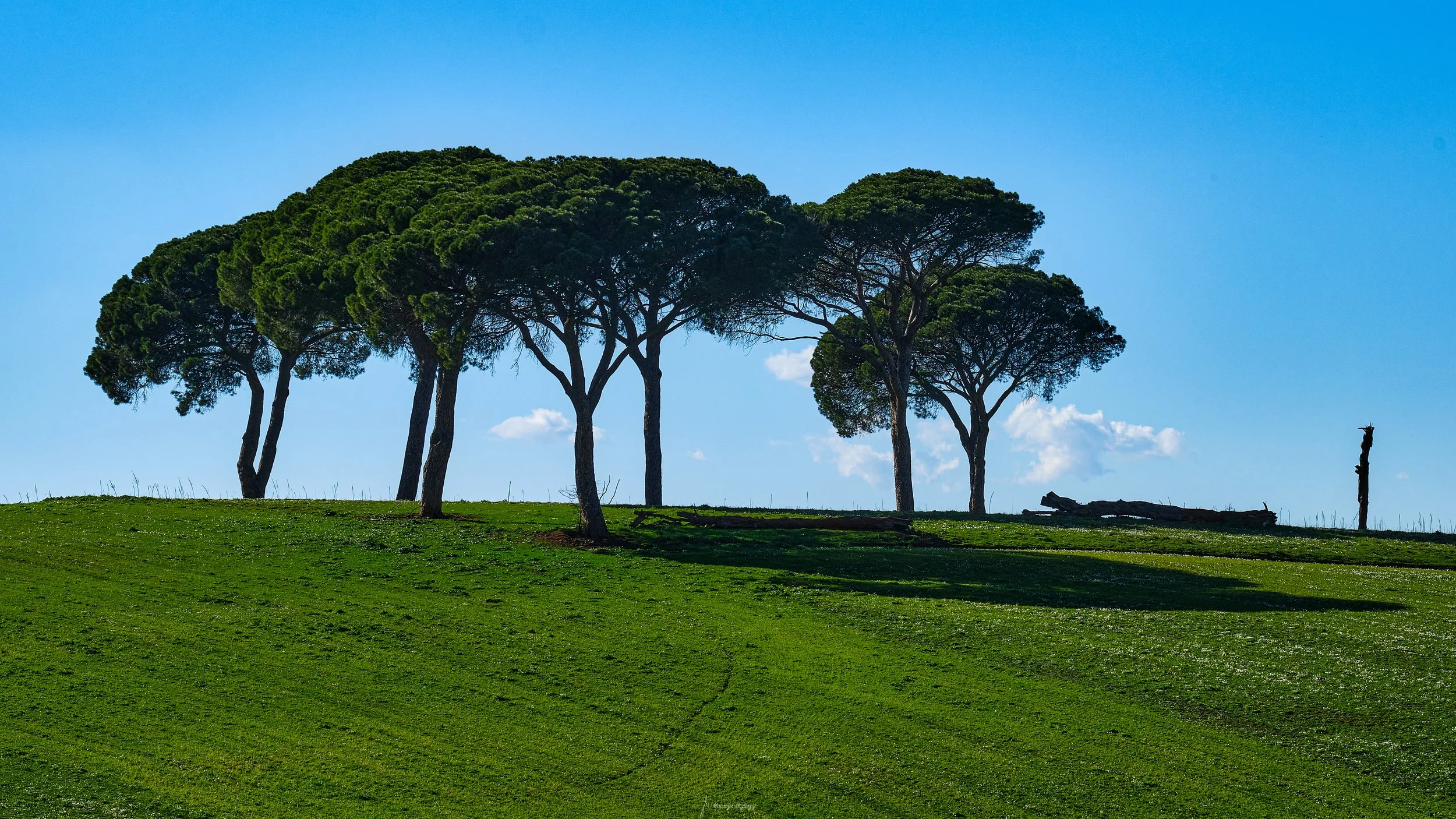 Roma