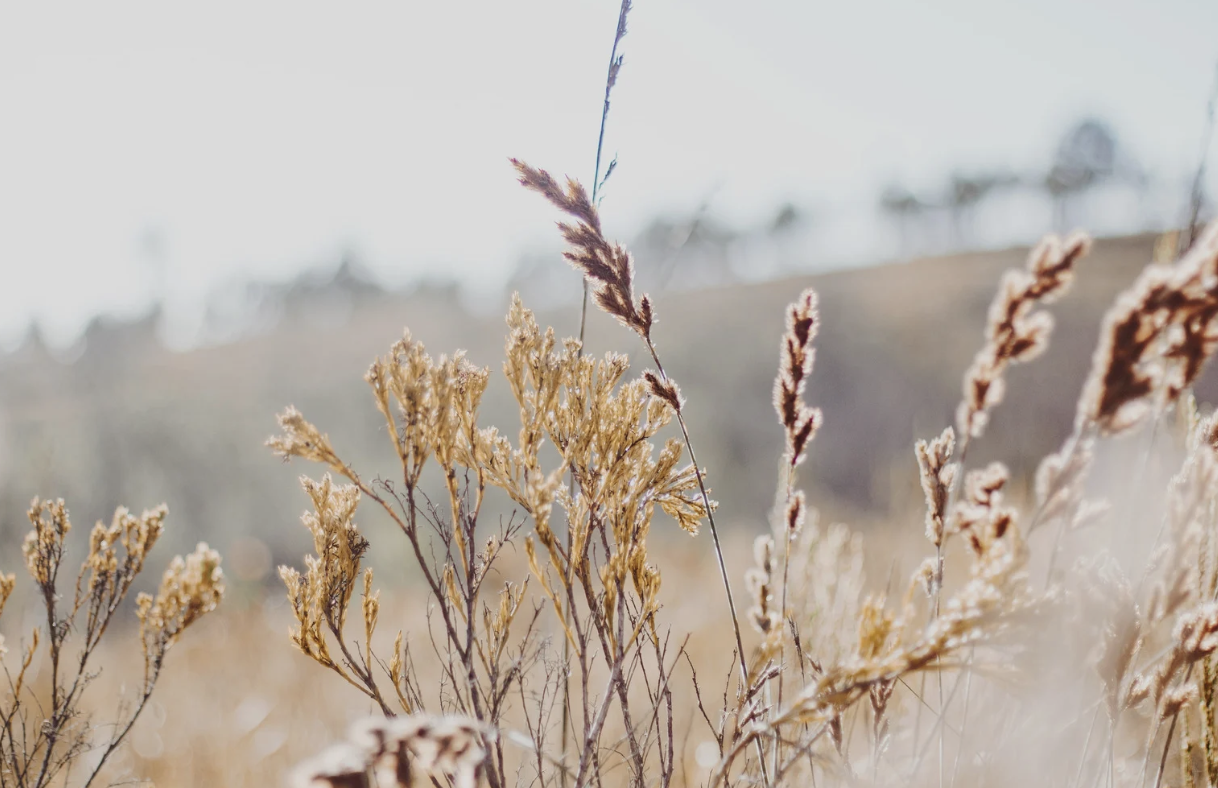 Created “as” the image of God