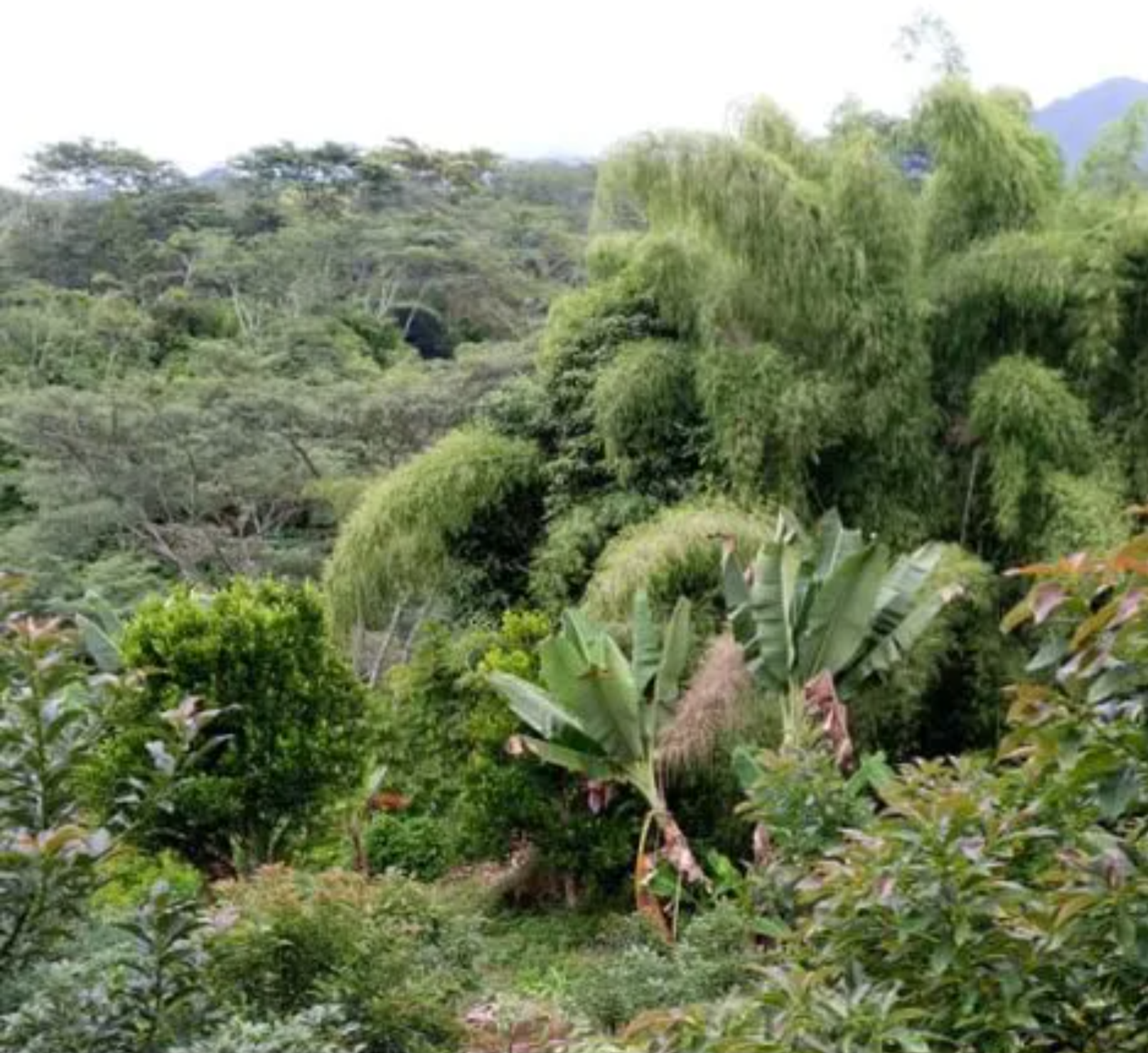 papua new guinea landscape.png