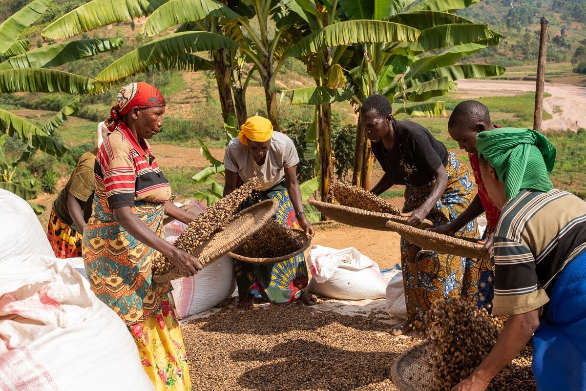 Burundi Co2 Decaf flipping.jpeg