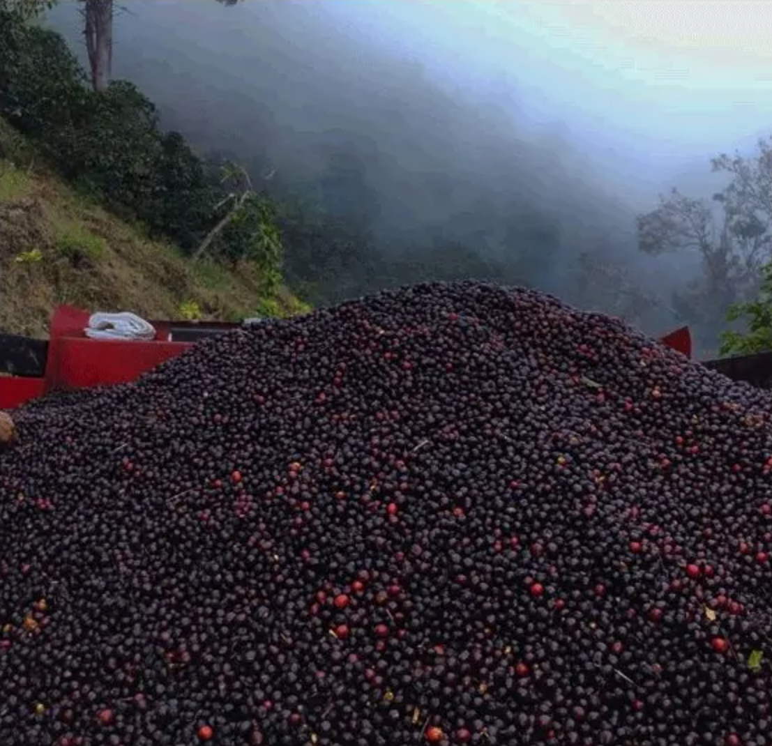 FINCA ALTO COSTA RICA COFFEE BEANS.png
