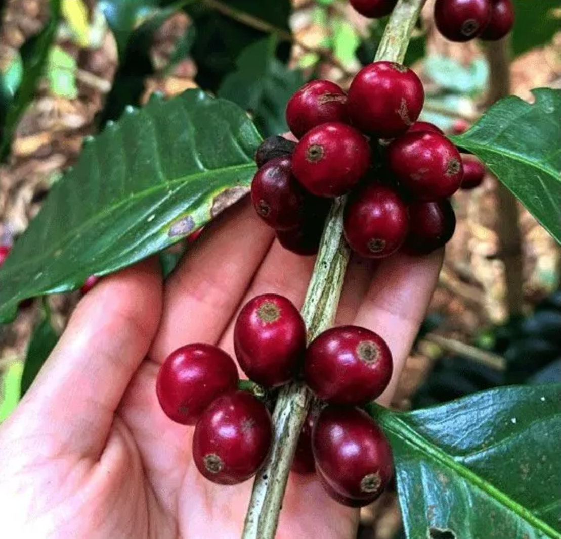 FINCA ALTO COSTA RICA CHERRY.png