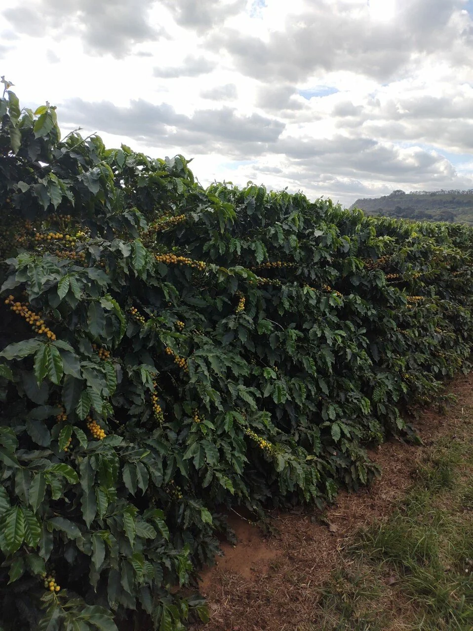 Brazil natural new Fazenda Faxina.jpg