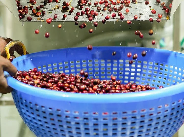 COVOYA---COFFEE---INDIA---RATNAGIRI---7.jpg
