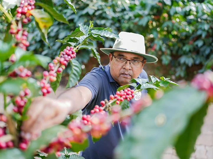 COVOYA---COFFEE---INDIA---RATNAGIRI---1.jpg