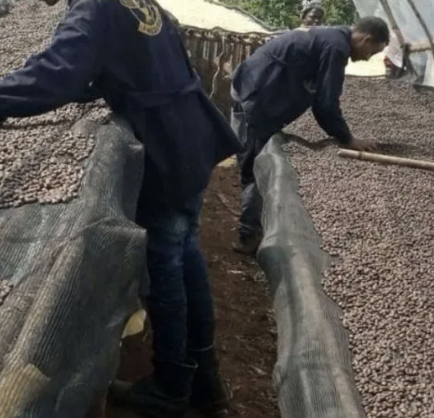 ehtiopia raised beds halstead.png