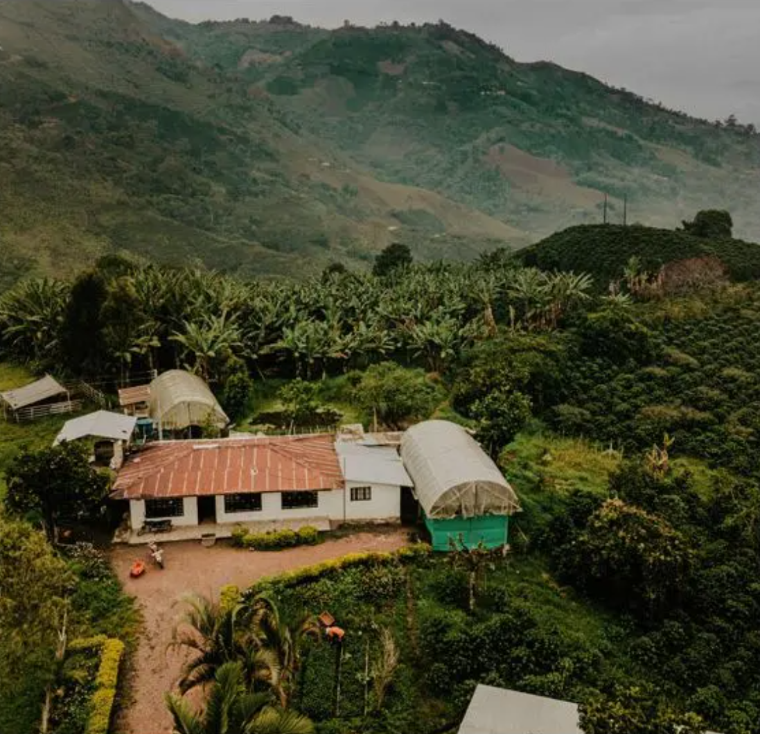 EL BUHO FARM DECAF.png