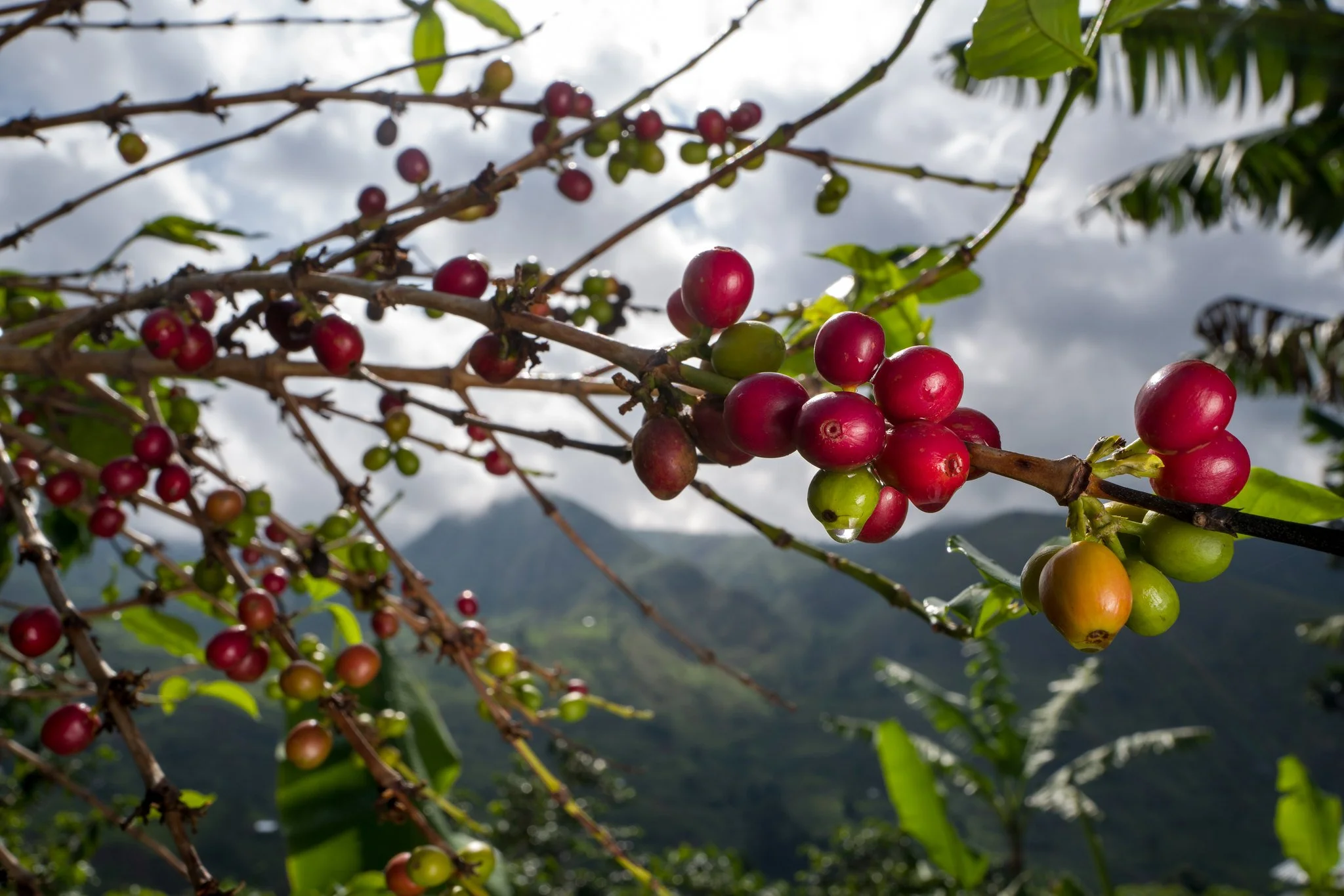 DRC CHERRY.jpg