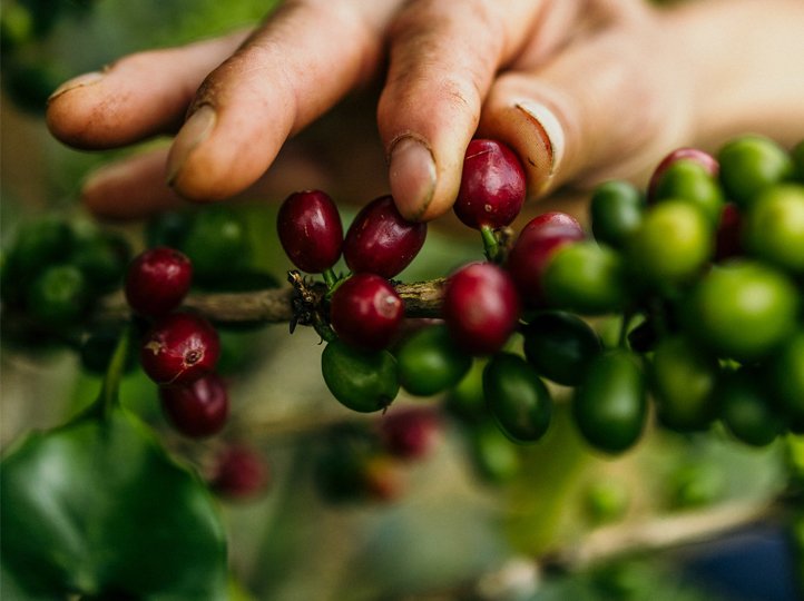 PERU-COFFEE--Generic-Cherry.jpg