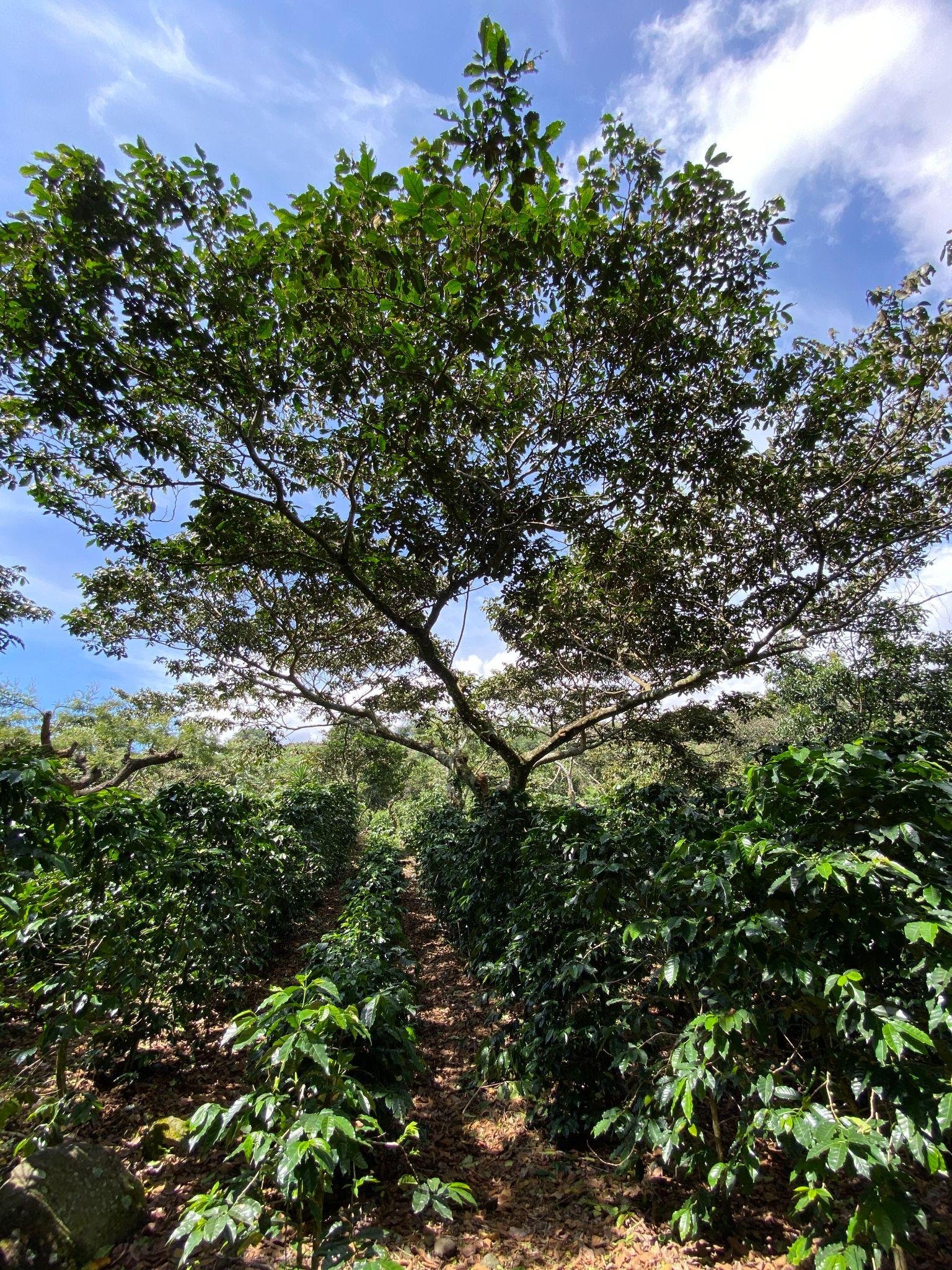 Finca Patzibir_Page_4_Image_0002.jpg