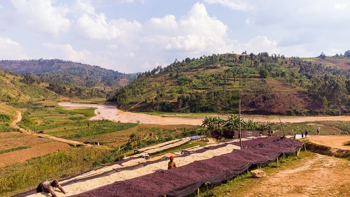 Burundi decaf Co2.jpeg