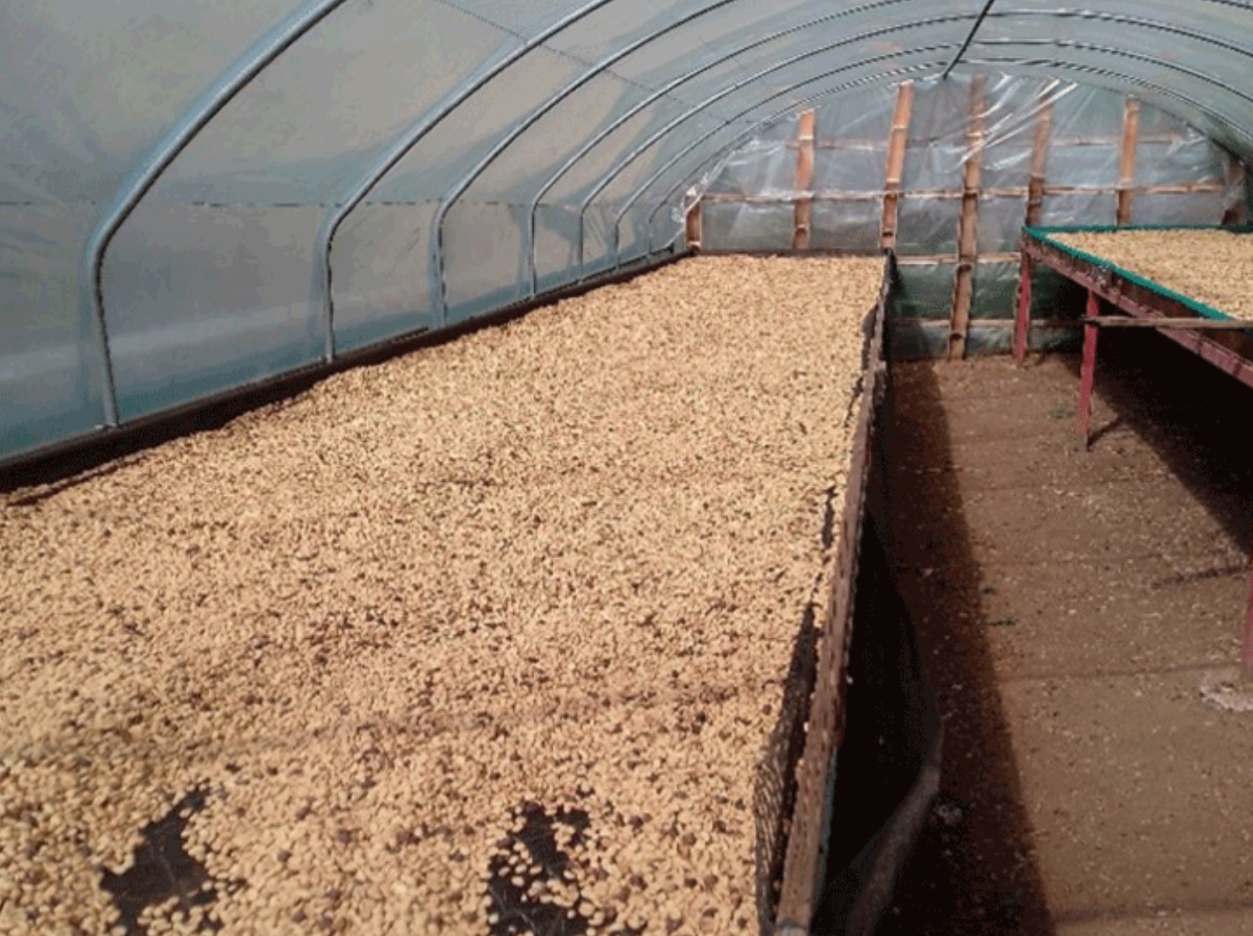 Papua New Guinea drying.png