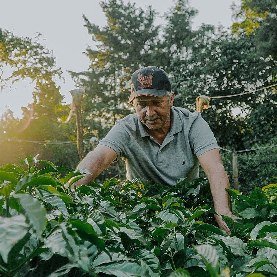 Guatemala_FarmerInspects_1200x900.jpg