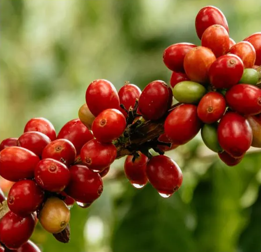 EL BUHO COLOMBIA DECAF CHERRY.png